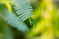 Mimosa pudica green leaves. Shy plant called sensitive, touch-me-not, shameplant Royalty Free Stock Photo