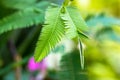 Mimosa pudica green leaves. Shy plant called sensitive, touch-me-not, shameplant Royalty Free Stock Photo