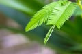 Mimosa pudica green leaves. Shy plant called sensitive, touch-me-not, shameplant Royalty Free Stock Photo