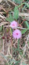 Mimosa pudica herb has been used traditionally for ages, in the treatment of urogenital disorders, piles, dysentery, sinus etc