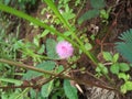 Mimosa pudica