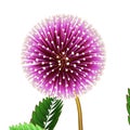 Mimosa pudica Royalty Free Stock Photo