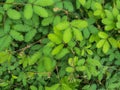 Mimosa pudica Linn. aka sensitive plant, sleepy plant, Dormilones, touch-me-not, or shy plant as summer green background Royalty Free Stock Photo