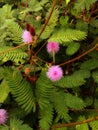 Mimosa pudica Linn Royalty Free Stock Photo