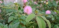 Mimosa pudica linn flower close-up photography Royalty Free Stock Photo