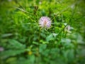 Mimosa pudica linn Plant Grow On The Soil