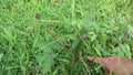 Mimosa pudica Linn.Sensitive plant, Dormilones, touch-me-not, or shy plant as summer green background. Selective focus.