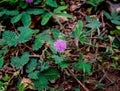 The bright purple mimosa pudica flower growing in the backyard