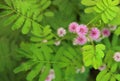 Mimosa pudica plant with pink flower in bloom Royalty Free Stock Photo