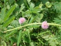 Mimosa pudica (pudica \