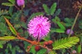 Mimosa Pudica Royalty Free Stock Photo