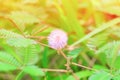 Mimosa pudica or sensitive plant flower pink beautiful on grass in nature Royalty Free Stock Photo