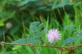 Mimosa pudica or sensitive plant flower pink beautiful in nature Royalty Free Stock Photo