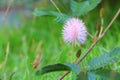 Mimosa pudica or sensitive plant flower pink beautiful in nature Royalty Free Stock Photo