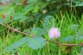 Mimosa pudica or sensitive plant flower pink beautiful in nature Royalty Free Stock Photo