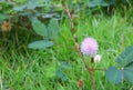 Mimosa pudica or sensitive plant flower pink beautiful in nature Royalty Free Stock Photo