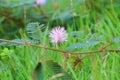 Mimosa pudica or sensitive plant flower pink beautiful in nature Royalty Free Stock Photo