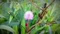 Mimosa pudica - Sensitive plant pink flower Royalty Free Stock Photo