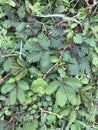 Mimosa pudica or Sensitive plant or Sleepy plant or Shy plant.