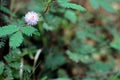 Sensitive Plant pink Mimosa flower in summer Royalty Free Stock Photo
