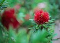 Mimosa Pudica sensitive plant, sleepy plant, shameplant, shy plant, touch me not is showing red blooming flower, known for its r Royalty Free Stock Photo