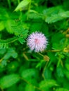Mimosa pudica, shy, bashful, or shrinking\' also called sensitive plant.
