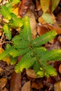 Mimosa pudica or shy, bashful or shrinking also called sensitive plant Royalty Free Stock Photo