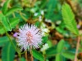 Mimosa pudica small street flowers in the shape of white balls Royalty Free Stock Photo