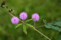 Mimosa pudica Royalty Free Stock Photo