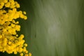 Silver wattle bouquet against green backround, closeup, copyspace