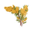 Mimosa scabrella, vintage drawing of blossomed spring flowers. Floral plant, tree branch with gentle buds in retro style