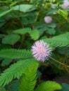 Mimosa sensetive plant in garden Royalty Free Stock Photo