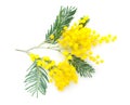 Mimosa silver wattle branch isolated on white background