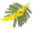 Mimosa silver wattle