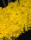 Mimosa silver wattle flowers bouquet