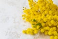 Mimosa or silver wattle yellow spring flowers on white concrete background Royalty Free Stock Photo