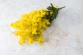 Mimosa or silver wattle yellow spring flowers on white concrete background Royalty Free Stock Photo