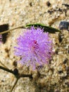 Mimosa Sleeping grass-Nidikumba