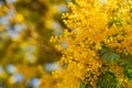 Mimosa spring flowers background. Blooming mimosa tree over blue sky, bright sun. Spring holiday blossom on Tenerife