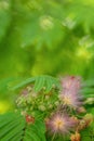 Mimosa tenuiflora pink flowering beautiful tree in Cyprus