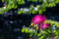 Pretty pink flowers on a tree Royalty Free Stock Photo