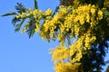 Mimosa tree in bloom (Acacia Dealbata). Beautiful branches of yellow mimosa flower against the blue sky. Royalty Free Stock Photo