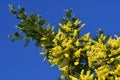 Mimosa tree in bloom (Acacia Dealbata). Beautiful branches of yellow mimosa flower against the blue sky. Royalty Free Stock Photo