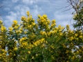 Mimosa tree in bloom symbol of spring and women`s day Royalty Free Stock Photo