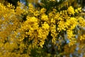 Mimosa tree branches in spring