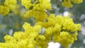 Blossoming of mimosa tree. Acacia podalyriifolia, yellow flowers in blooming