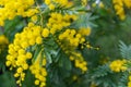 Mimosa tree with bunches of fluffy tender flowers of it. Background of yellow mimosa tree