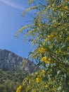 Mimosa tree.  Lots of little yellow flowers in the sun. Royalty Free Stock Photo