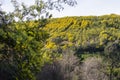 Mimosa trees in bloom in the south of France Royalty Free Stock Photo