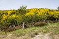 Mimosa trees in bloom in the south of France